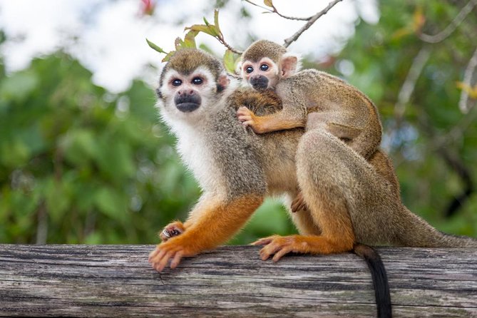 Adventure Bundle: Monkeyland, Ziplines & Buggies Punta Cana - The Buggy Ride and Anamuya River