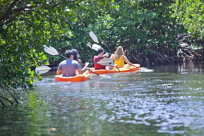 Antigua Zipline & Kayaking Combo From St. John's - Mangroves by eco-kayak
