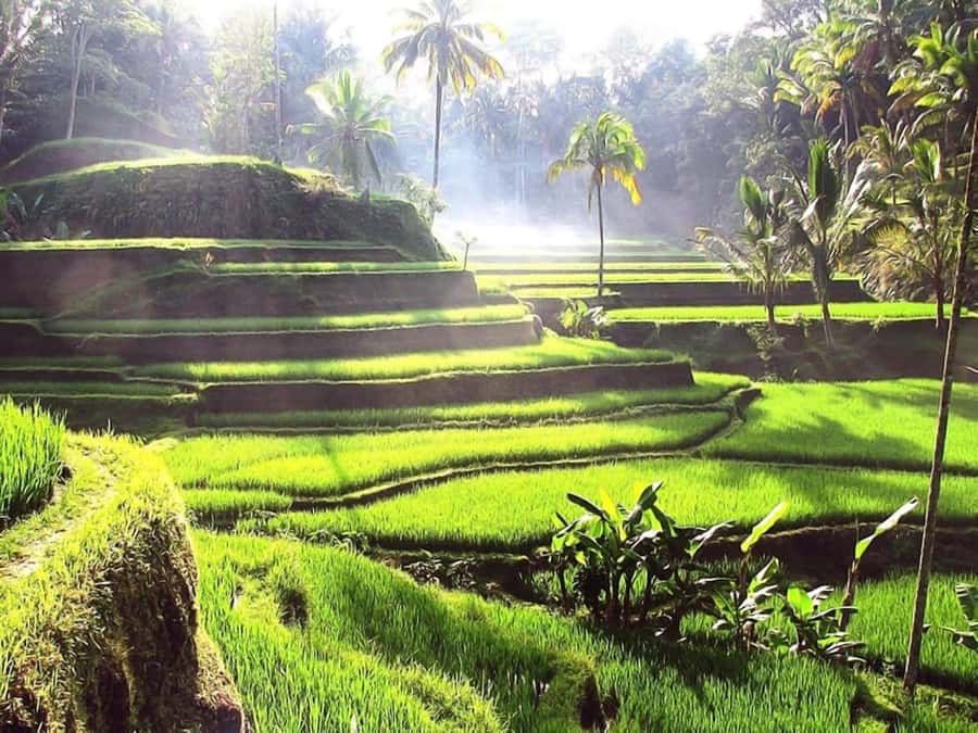 Bali: Ubud Day Tour with Swing and Zipline - Key points to know before you book