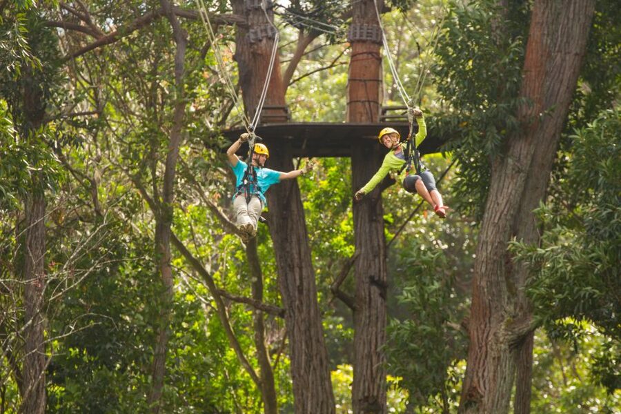 Big Island: 3-Hour Kohala Canopy Zipline Adventure - What the 2.5-hour canopy course feels like