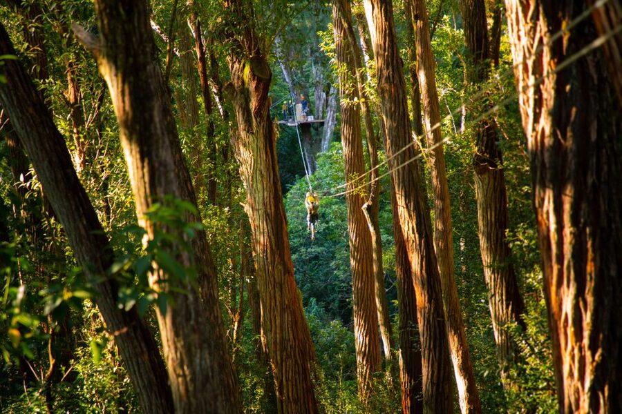 Big Island: 3-Hour Kohala Canopy Zipline Adventure - Why the guides matter here