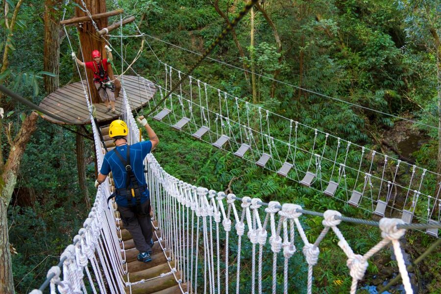 Big Island: 3-Hour Kohala Canopy Zipline Adventure - Kohala stories, forest setting, and local context