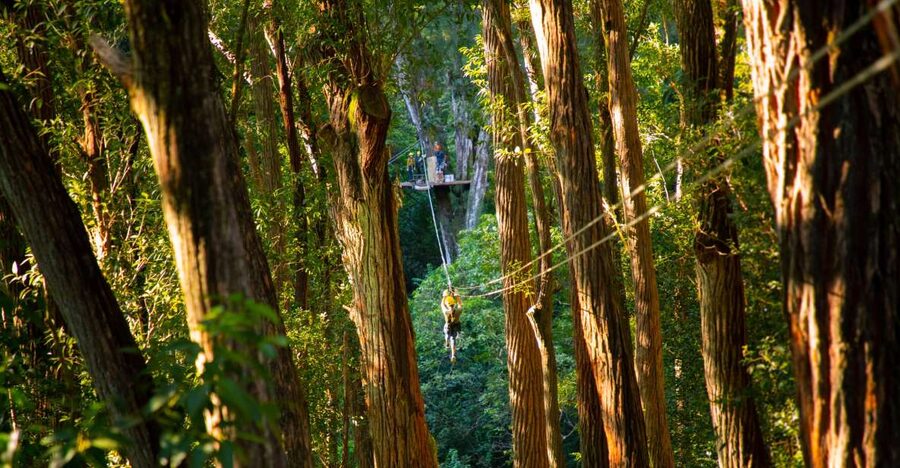 Big Island: 3-Hour Kohala Canopy Zipline Adventure - Who will enjoy this most?