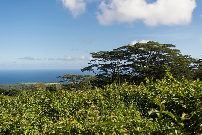 Big Island Kohala Canopy Zipline Adventure - Choosing the right clothes and timing