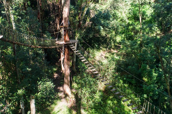 Big Island Kohala Canopy Zipline Adventure - What the $256.54 price includes