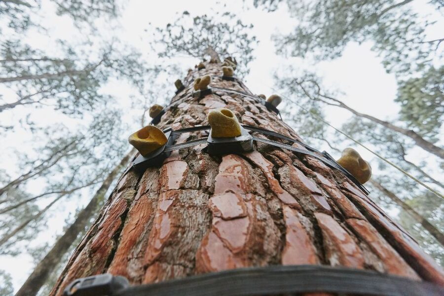Busselton: Forest Adventure with Zip Lining and Rope Course - Staff, training and the feel of the visit