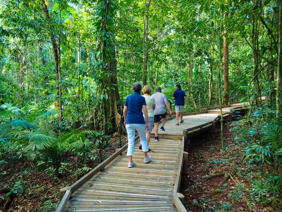 Cairns: Daintree Rainforest Canopy Ziplining Tour - Key points at a glance