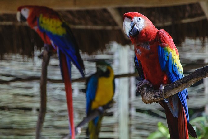 Cancun Extreme Zipline Canopy Tour - Food, lockers, and the parts that cost extra