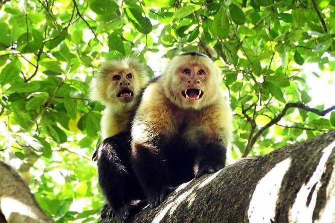 Canopy Tour In Tamarindo Beach - Why the guides matter so much