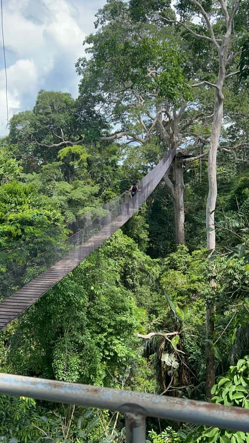 Canopy Tower, Zipline, Kayak, and Monkey Island … - A full Amazon day from Puerto Maldonado