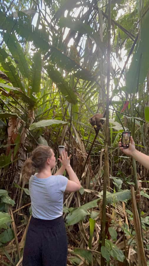 Canopy Tower, Zipline, Kayak, and Monkey Island … - Two 190-meter zipline rides and a bridge