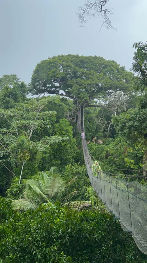 Canopy Tower, Zipline, Kayak, and Monkey Island … - Walking 200 meters to the lupuna tree
