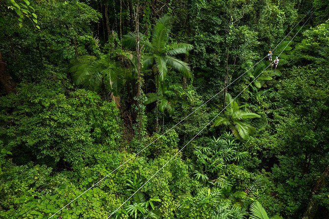 Cape Tribulation & Ziplining: Ultimate Daintree - A one-hour crocodile and wildlife cruise