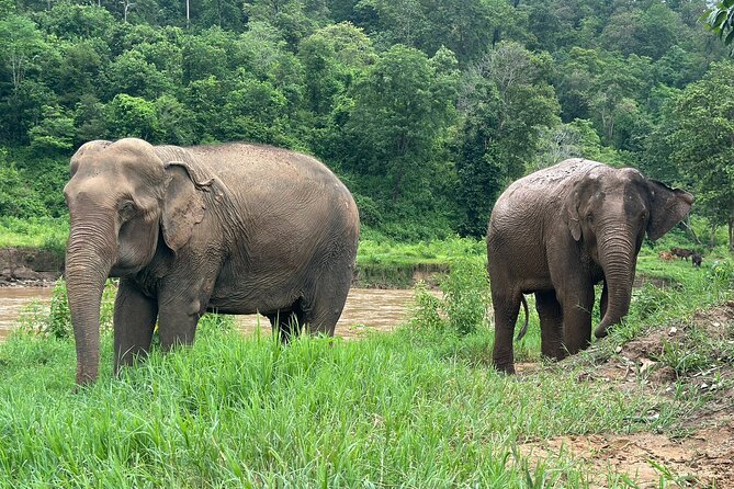 Chiang Mai 3 in 1 Zipline, Elephants and Sticky Waterfall - Lunch at a Local Restaurant
