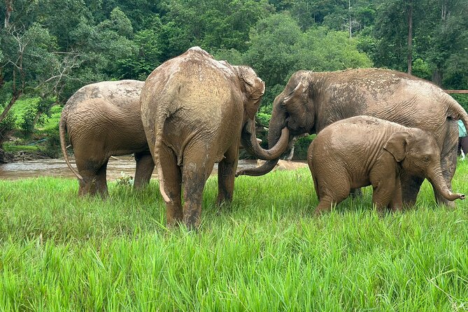 Chiang Mai 3 in 1 Zipline, Elephants and Sticky Waterfall - Who Will Get the Most From This Tour?