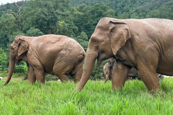 Chiang Mai 3 in 1 Zipline, Elephants and Sticky Waterfall - Is the $120.06 Price Fair?