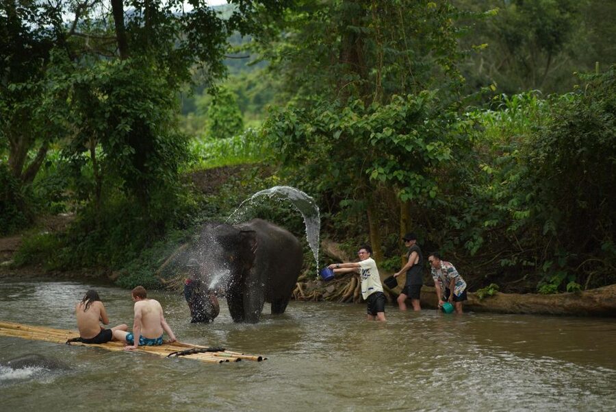 Chiang Mai: National Elephant Care, Rafting, & Ziplines Trip - Meeting Mae Wang’s elephants