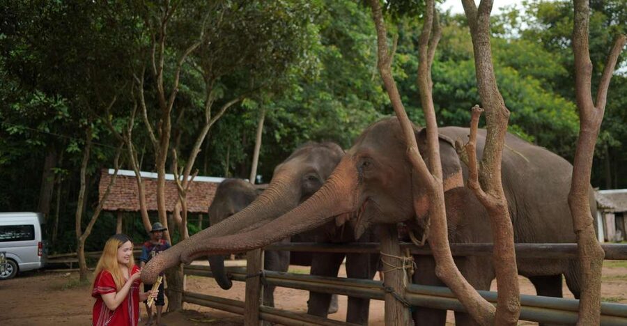 Chiang Mai: National Elephant Care, Rafting, & Ziplines Trip - Ziplining through Mae Wang’s forest