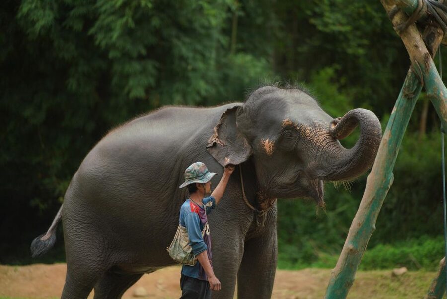 Chiang Mai: National Elephant Care, Rafting, & Ziplines Trip - Timing, comfort, and what to pack