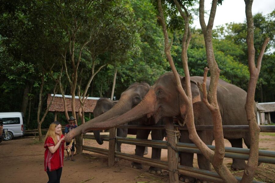 Chiang Mai: National Elephant Care, Rafting, & Ziplines Trip - Book or skip?