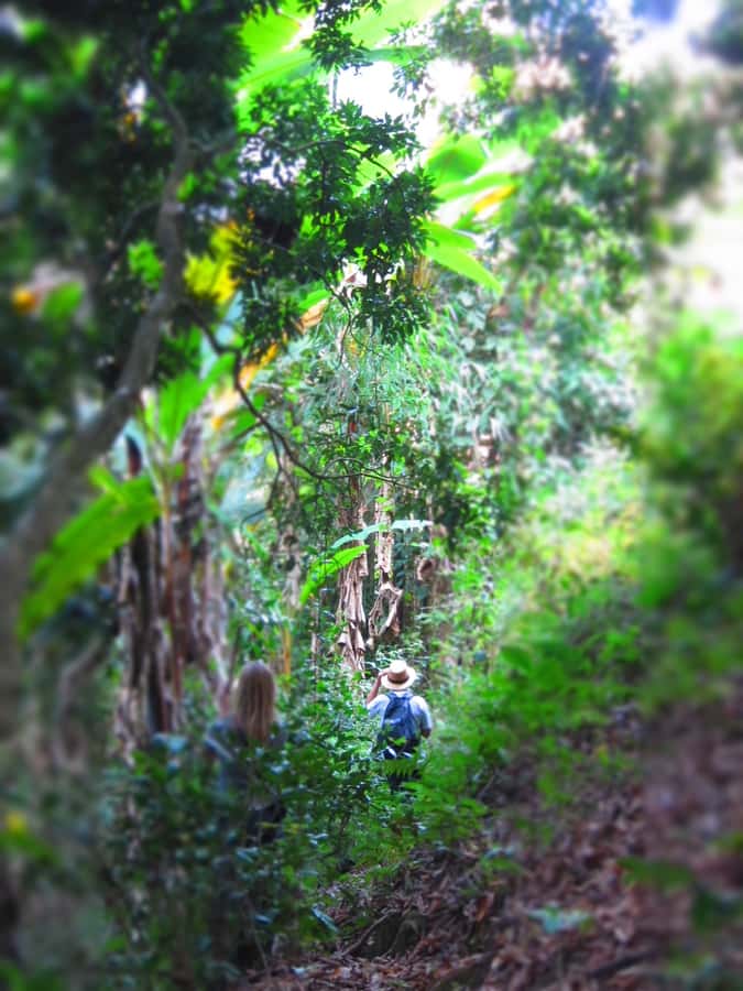 Chiang Mai: Tree House Stay & Jungle Zip-Lining - Dinner, coffee, and an evening above the forest