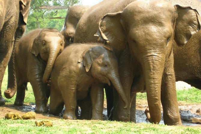 Chiang Mai Zipline White Water Rafting and Elephant Sanctuary - Rafting for about 80 minutes
