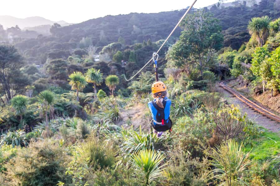 Coromandel: Guided Zipline Tour Experience - What you learn about kauri, mining, and forest recovery