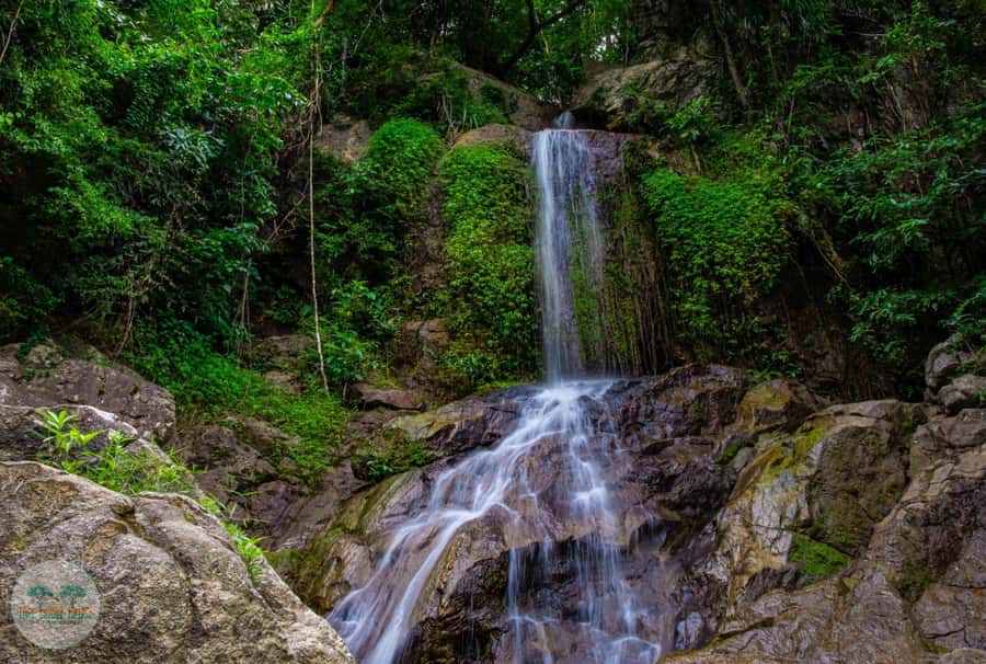 From Koh Samui: Tree Bridge Zipline and Café Experience - Key points at a glance