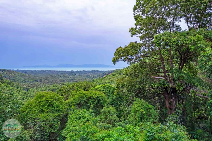 From Koh Samui: Tree Bridge Zipline and Café Experience - Hotel pickup and the ride into the hills