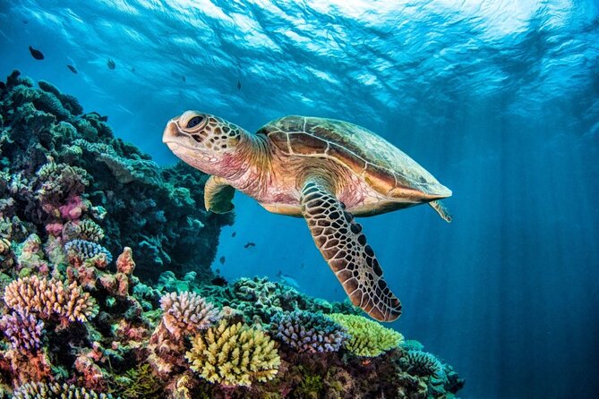 Full-dayTurtle Adventure: ATV, Zipline, Cenote & Turtle Swim - Meeting at Super Aki in Tulum