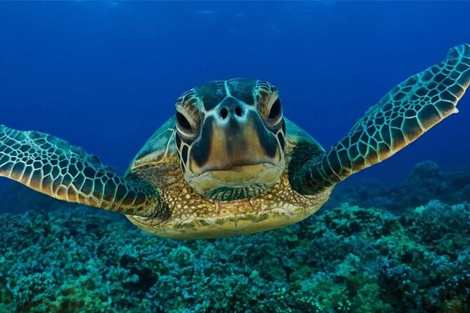 Full-dayTurtle Adventure: ATV, Zipline, Cenote & Turtle Swim - Lunch, snacks, and a hammock break