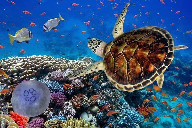 Full-dayTurtle Adventure: ATV, Zipline, Cenote & Turtle Swim - ATV riding over 20 kilometers