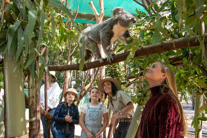Gold Coast Canyon Flyer Zipline Tour - Who should book the Canyon Flyer?