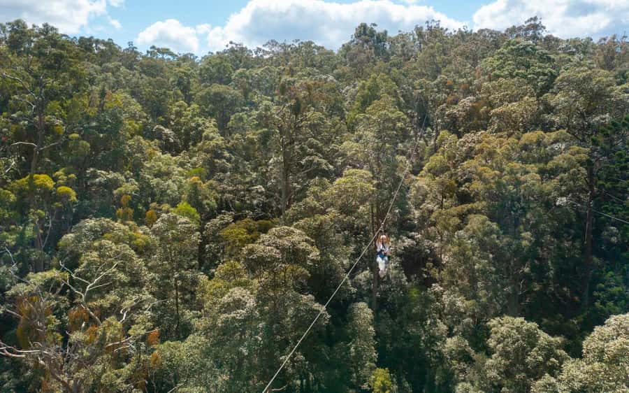 Gold Coast: Tamborine Mountain Canyon Flyer Zipline Tour - Is $95 good value for three hours?