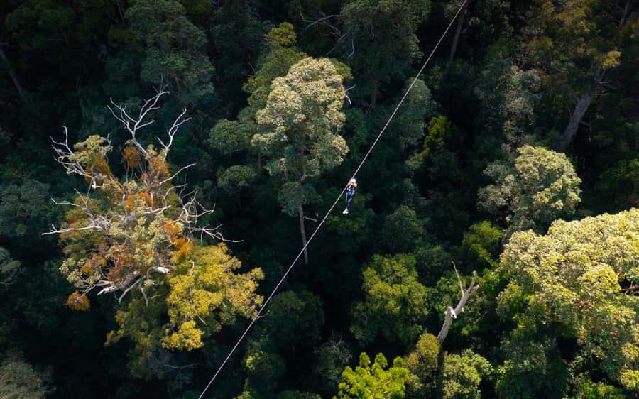 Gold Coast: Tamborine Mountain Canyon Flyer Zipline Tour - Should you book this Tamborine Mountain zipline tour?