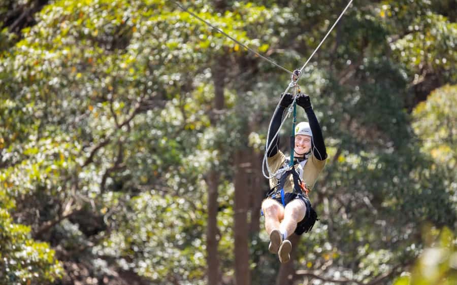Gold Coast: Tamborine Mountain Canyon Flyer Zipline Tour - Eight ziplines, one long run through the canopy