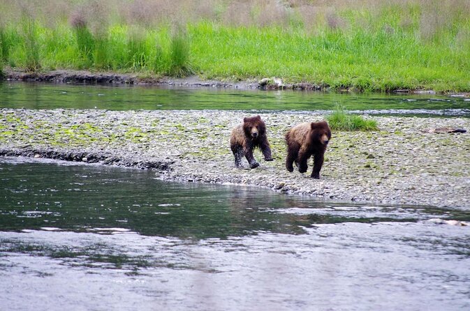 Grizzly Falls Ziplining Expedition - Key points before you book