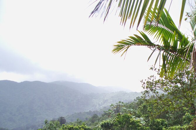 Half Day Tour in Rainforest Zipline Park with Transportation - Safety, staff, and the human side of the tour