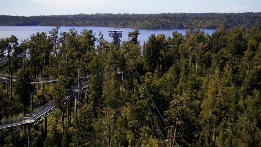 Hokitika: West Coast Tree Top Tower Zip Line and Walk - Above Hokitika’s ancient rainforest