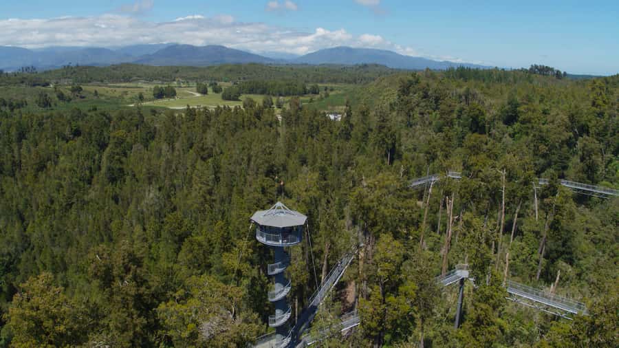 Hokitika: West Coast Tree Top Tower Zip Line and Walk - Is $71 fair value?