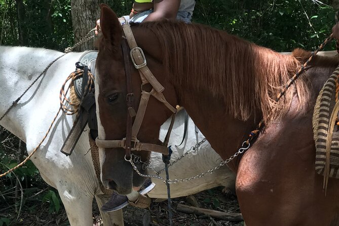 Horseback riding with ATV, zip lines and cenote, lunch and transfer - Horseback riding is gentle but brief