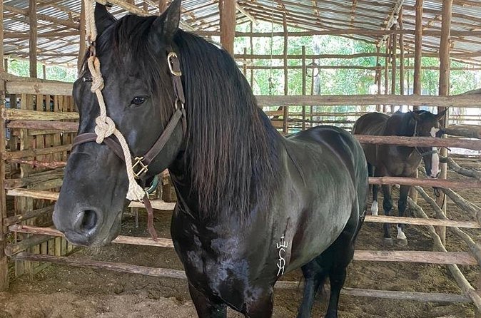 Horseback Riding Ziplines and Cenote Tour with Lunch - Cenote Jaguar is the cool-down