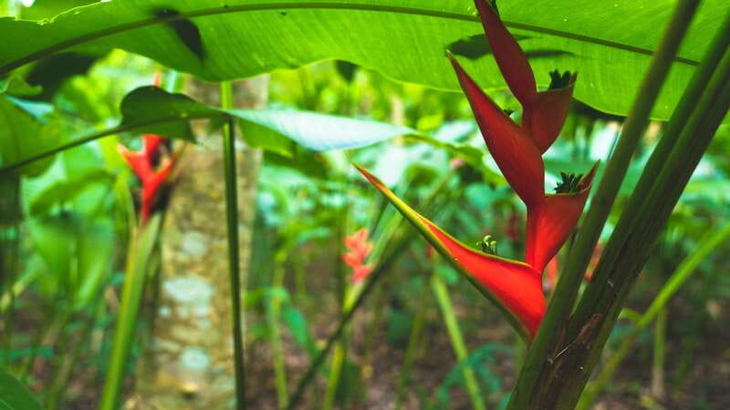 Huatulco: Nature Park with Fruit Tasting & Optional Zipline - What the premium zipline adds