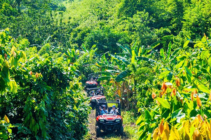Jungle Buggies + Ziplines Adventures - Coconut oil, coffee, chocolate, and local tastes