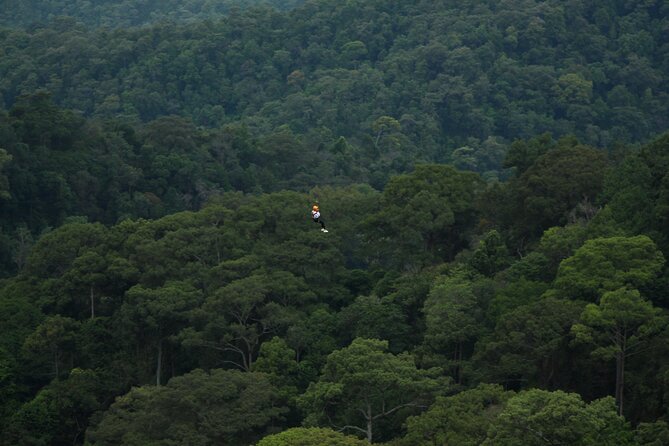 Jungle Flight Zipline Roller Coaster - The jungle roller coaster saves its own surprise