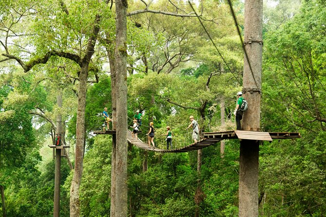 Jungle Flight Zipline Roller Coaster - More than 15 ziplines through the canopy