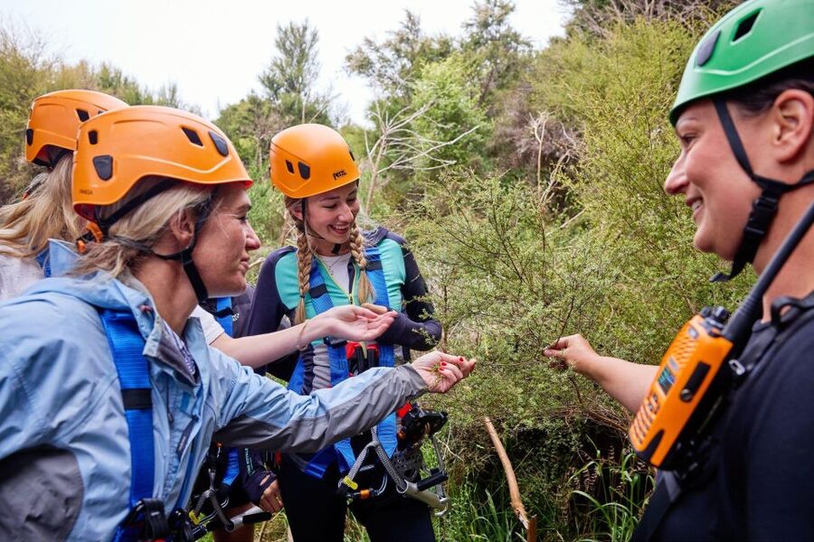Kaikōura: Zipline and Native Forest Adventure Trip - Should you book the Kaikōura Zipline and Native Forest Adventure?