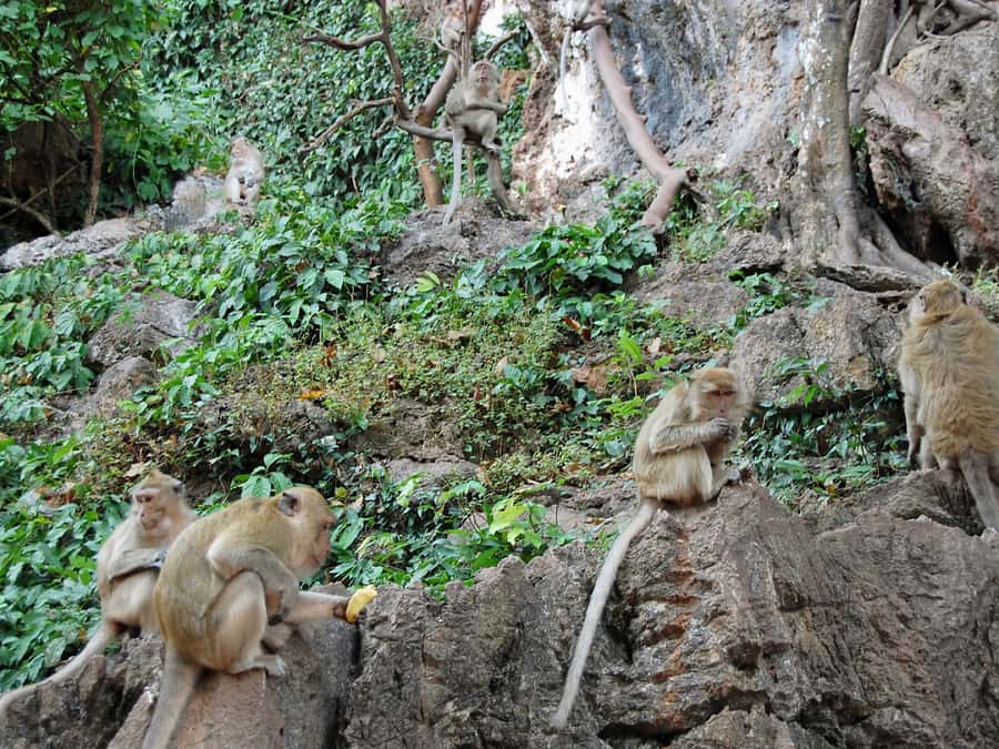 Khao Lak: Rafting, ZipLine, Lunch Buffet ,ATV Options Trip - Who should book this day