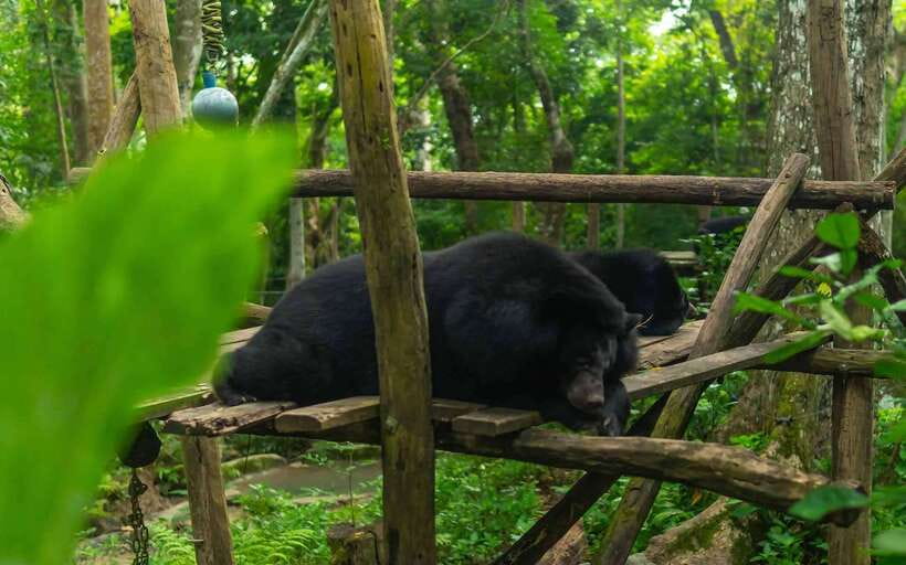 Kuang Si Waterfall, Tree Top Cafe, Ziplining - Five ziplines over the forest