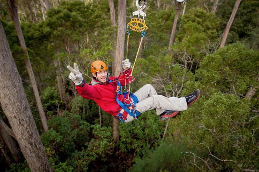 Launceston: Hollybank Forest Treetop Zip Lining with Guide - Key points at a glance